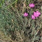 Dianthus nardiformis habit picture by Rossen Vassilev (cc-by-sa)