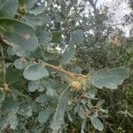 Quercus douglasii leaf picture by ken harrison (cc-by-sa)