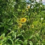 Helianthus grosseserratus habit picture by Zakk (cc-by-sa)