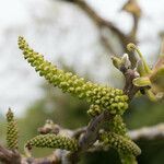 Juglans regia flower picture by Yves DESDEVISES (cc-by-sa)
