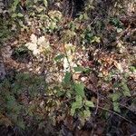 Teucrium scorodonia habit picture by christophe gorla (cc-by-sa)