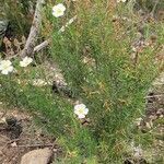 Cistus clusii habit picture by Fabio Biuzz (cc-by-sa)