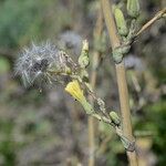 Lactuca virosa flower picture by John Walsh (cc-by-sa)