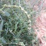 Atriplex prostrata flower picture by Jordan Galli (cc-by-sa)