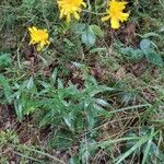 Hieracium umbellatum habit picture by Anna Ekmark (cc-by-sa)