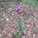 Digitalis purpurea habit picture by Błażej Nowak (cc-by-sa)