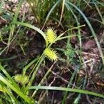Carex comosa flower picture by Ryan Gilchrist (cc-by-sa)