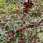 Cotoneaster divaricatus fruit picture by Dieter+Susi Landl (cc-by-sa)