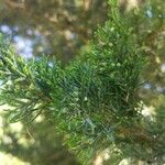 Juniperus virginiana leaf picture by S H (cc-by-sa)