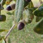 Quercus virginiana fruit picture by Chris Griggs (cc-by-sa)