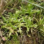 Myosotis sicula habit picture by Sylvain Piry (cc-by-sa)