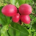 Carissa carandas fruit picture by Anilkumar Gopalan (cc-by-sa)