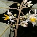 Styrax argenteus flower picture by Nelson Zamora Villalobos (cc-by-nc)