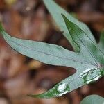 Hernandia mascarenensis leaf picture by J. Champ (cc-by-sa)