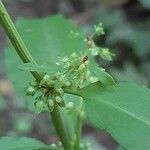 Rumex conglomeratus flower picture by Jean Yves Bo (cc-by-sa)