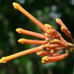 Isertia coccinea flower picture by R. Tournebize (cc-by-sa)