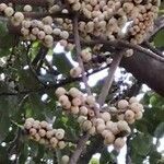 Ficus virens fruit picture by Dieter Albrecht (cc-by-sa)