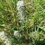 Lepidium hirtum habit picture by Francois Mansour (cc-by-sa)