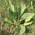 Verbascum speciosum leaf picture by Kristòf Wirth (cc-by-sa)