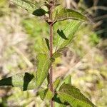 Chromolaena verbenacea habit picture by Trap Hers (cc-by-sa)