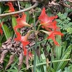 Hippeastrum puniceum flower picture by Jeff Harris (cc-by-sa)