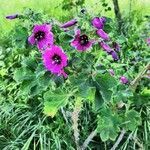Malva arborea habit picture by Régine Pappalardo (cc-by-sa)