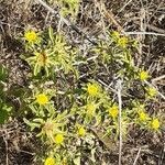 Asteriscus aquaticus habit picture by Prieta Javier (cc-by-sa)