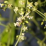 Tassadia obovata flower picture by Nelson Zamora Villalobos (cc-by-nc)