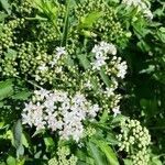 Sambucus ebulus flower picture by proutie proutie (cc-by-sa)