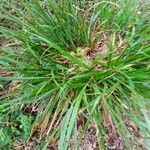 Carex sylvatica leaf picture by Yann ABONNEAU (cc-by-sa)