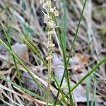 Goodyera repens habit picture by Jean-Marie Frenoux (cc-by-sa)