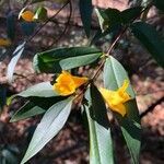 Gelsemium sempervirens flower picture by Rick Snyder (cc-by-sa)