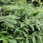 Buddleja asiatica leaf picture by Afrah Jahan (cc-by-sa)