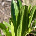 Valeriana pilosa leaf picture by Fabien Anthelme (cc-by-sa)