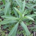 Solidago canadensis leaf picture by Rebecca Filley (cc-by-sa)