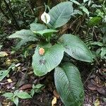 Spathiphyllum friedrichsthalii habit picture by Daniel Barthelemy (cc-by-nc)