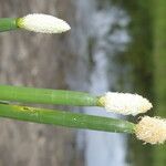 Eleocharis elegans flower picture by Nelson Zamora Villalobos (cc-by-nc)