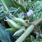Astragalus sesameus fruit picture by Sylvain Piry (cc-by-sa)