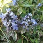 Ajuga pyramidalis flower picture by Luca Braga (cc-by-sa)