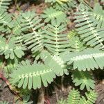 Neptunia plena leaf picture by Nelson Zamora Villalobos (cc-by-nc)