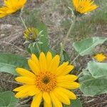 Balsamorhiza sagittata flower picture by Lois Roper (cc-by-sa)