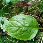 Pyrola elliptica leaf picture by PT (cc-by-sa)
