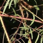 Mimosa somnians leaf picture by Nelson Zamora Villalobos (cc-by-nc)
