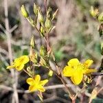 Hypericum brasiliense flower picture by Trap Hers (cc-by-sa)