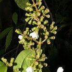 Adelobotrys adscendens flower picture by Nelson Zamora Villalobos (cc-by-nc)