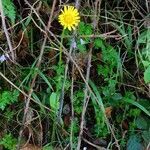 Doronicum plantagineum habit picture by isabel maria sancho (cc-by-sa)
