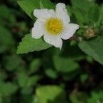 Sida acuta flower picture by Busy bee (cc-by-sa)