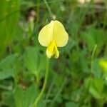 Lathyrus aphaca flower picture by Michelle Goudail (cc-by-sa)