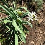 Pancratium illyricum habit picture by Patrice Nodet (cc-by-sa)