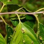 Colubrina glandulosa leaf picture by Nelson Zamora Villalobos (cc-by-nc)